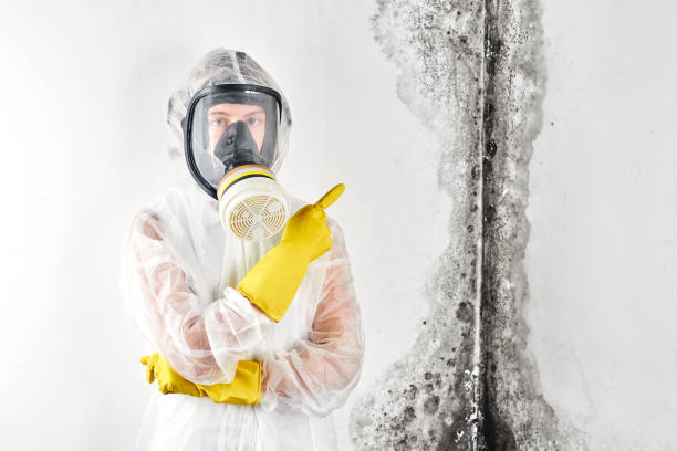 Best Black Mold Removal  in Greenville, AL